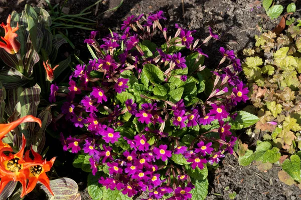 在花园里生长的茱莉亚报春花的顶景 — 图库照片