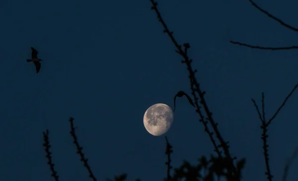 Uma Lua Gigantesca Declínio Silhuetas Pássaros Céu Escuro — Fotografia de Stock