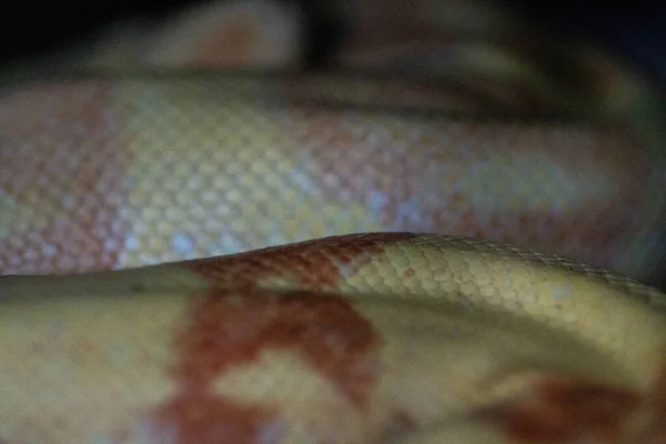 Tiro Close Uma Balança Constritora Albino Boa — Fotografia de Stock