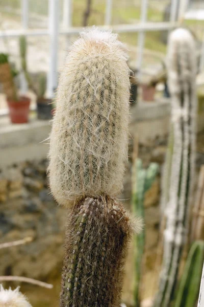 Strange Looking Fluffy Cactus Close — Stock Photo, Image
