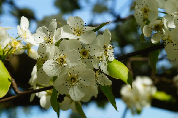 Flores Uma Macieira Jardim Botânico Campus Universitário Riedberg Frankfurt Alemanha — Fotografia de Stock