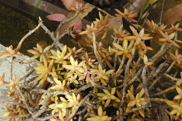 Een Grote Gele Oranje Kleurige Sappige Plant — Stockfoto