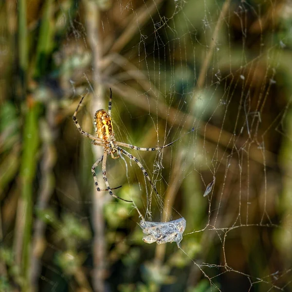 Gros Plan Une Araignée Sur Une Toile Araignée — Photo