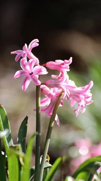 ピンクのヒヤシンスの花のクローズアップショット — ストック写真