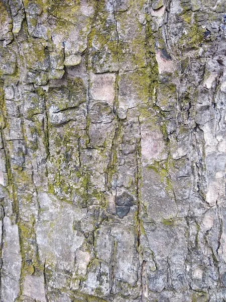 Close Uma Casca Árvore Envelhecida Coberta Por Musgo — Fotografia de Stock