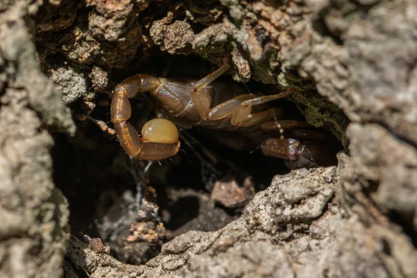 Scorpion Maltais Euscorpius Sicanus Chasse Proie Sur Une Écorce Arbre — Photo
