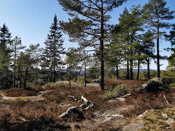 Der Weg Zum Knappen Hill Vestfold Norwegen — Stockfoto