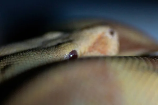 白化病蟒蛇休息的特写镜头 — 图库照片