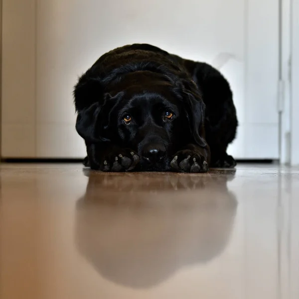 一个悲伤的黑色拉布拉多猎犬躺在地板上的垂直镜头 — 图库照片