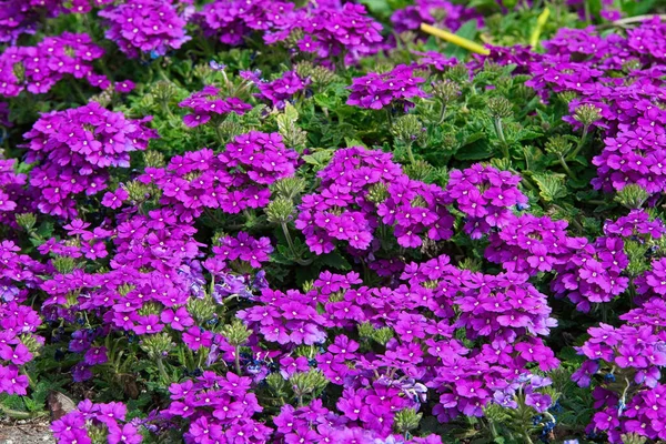 Silene Acaulis Красивый Весенний Цветок Оттенками Фиолетового — стоковое фото