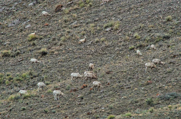 Una Veduta Aerea Degli Animali Sui Campi — Foto Stock