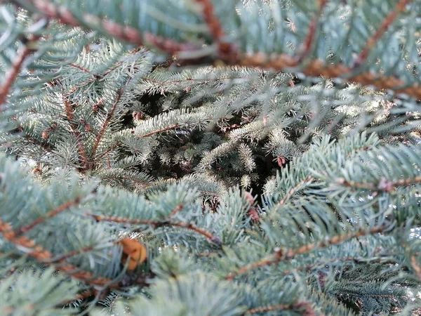 Primo Piano Albero Conifere Crescita — Foto Stock