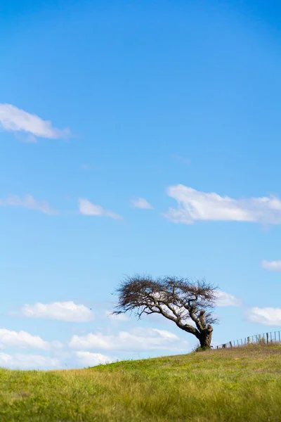 Paisagem Vertical Com Apenas Uma Árvore Campo Verde Grande Céu — Fotografia de Stock