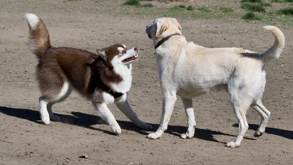 Die Hunde Laufen Und Spielen Einem Park Unter Sonnenlicht — Stockfoto