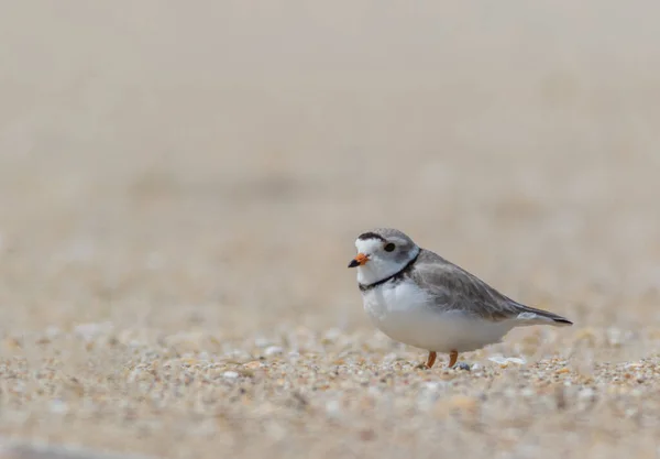 Kumsalda Kasvetli Bir Günde Küçük Bir Kuşun Sığ Bir Odağı — Stok fotoğraf