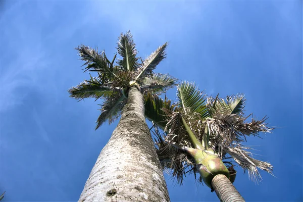 Пальмы Никау Заповеднике Пунакиаки Западное Побережье Новой Зеландии Пальмы Уникальны — стоковое фото
