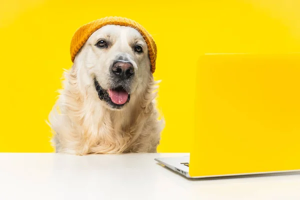 Rozkošný Labrador Pes Kloboukem Při Pohledu Notebook Žlutém Pozadí — Stock fotografie