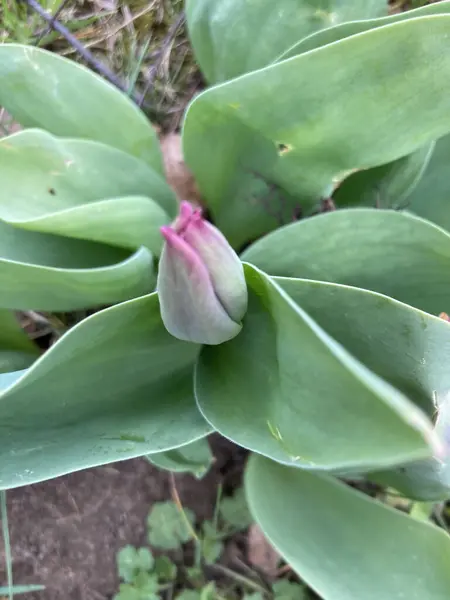 Foco Seletivo Botão Flor — Fotografia de Stock