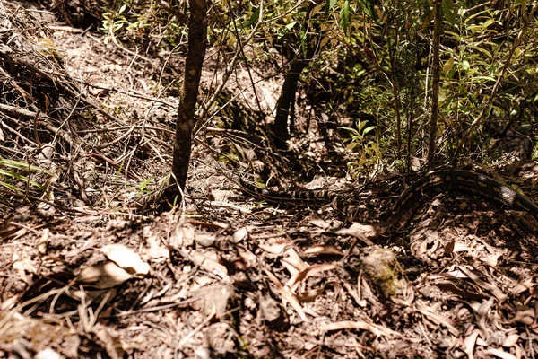 Tiro Perto Uma Cobra Chão — Fotografia de Stock