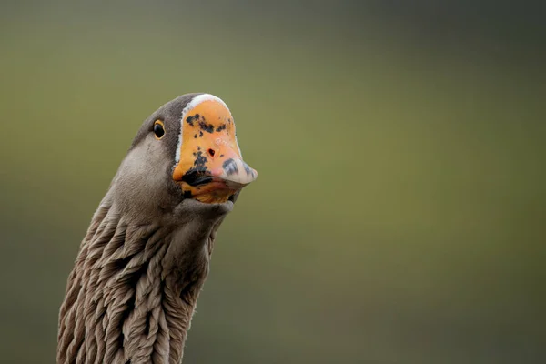 Detailní Záběr Husí Hlavy Hledící Dopředu Rozmazaným Pozadím — Stock fotografie