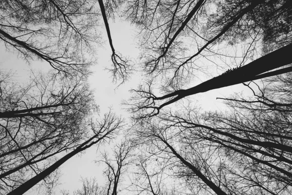 Niski Kąt Gołych Drzew Lesie Pod Białym Tle Nieba — Zdjęcie stockowe