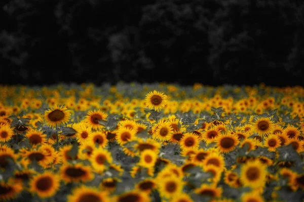 Крупним Планом Знімок Квітучого Соняшникового Поля — стокове фото
