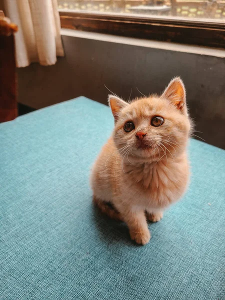 Vertical Shot Ginger Kitten Table Indoors — Stock Photo, Image