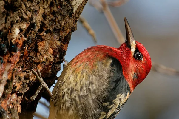 Pássaro Bonito Com Cabeça Vermelha Barriga Grande Uma Árvore — Fotografia de Stock