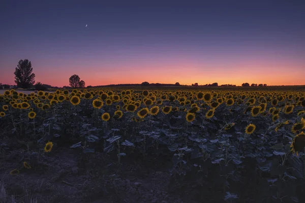 Ein Wunderschönes Sonnenblumenfeld Unter Einem Bunten Himmel Bei Sonnenuntergang Oder — Stockfoto