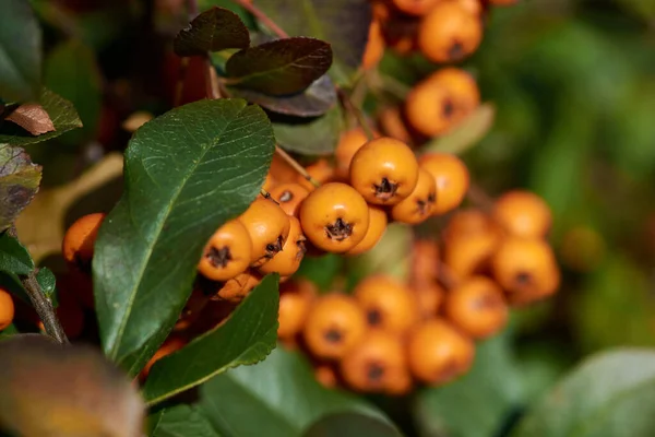 Detailní Záběr Pomerančových Bobulí Větvích Malými Tmavými Listy Lese — Stock fotografie