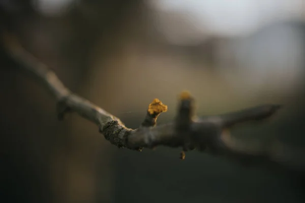 木の枝の選択的焦点ショット — ストック写真