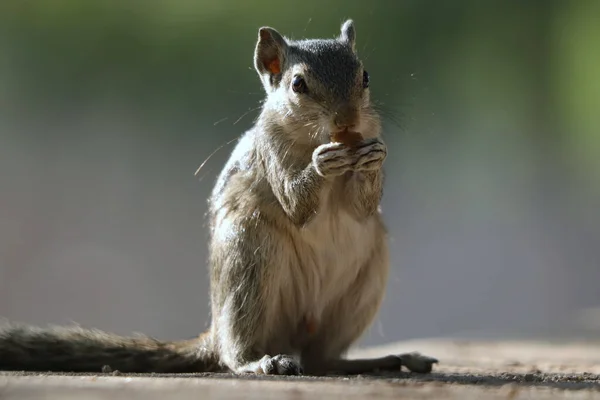 Enfoque Selectivo Una Adorable Ardilla Gris Aire Libre Durante Día — Foto de Stock