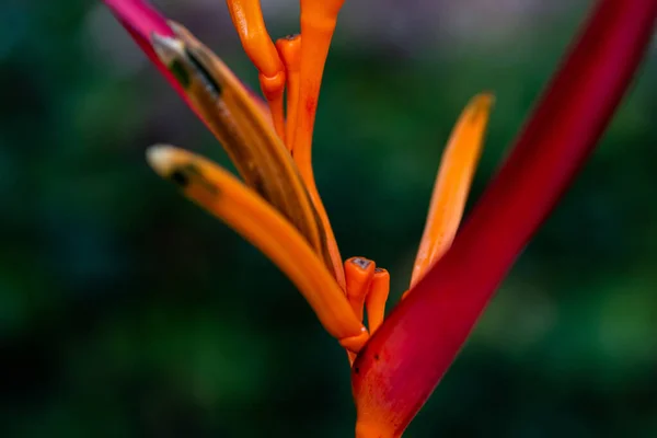 Foyer Sélectif Une Fleur Sauvage Orange Rouge Perroquet Heliconia — Photo