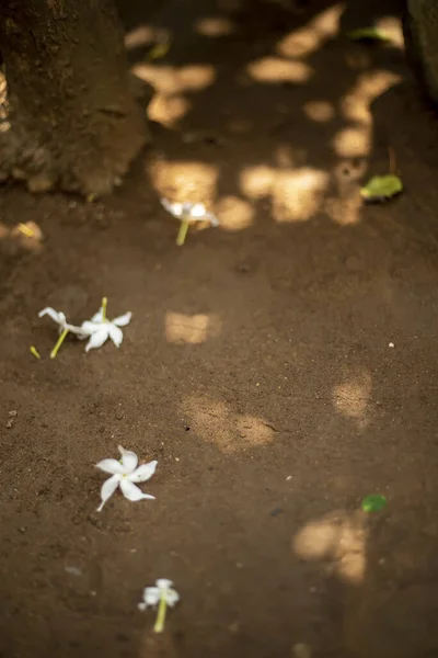 Vertikální Záběr Bílých Květin Zemi Stínu Stromů Malými Mezerami Slunečního — Stock fotografie