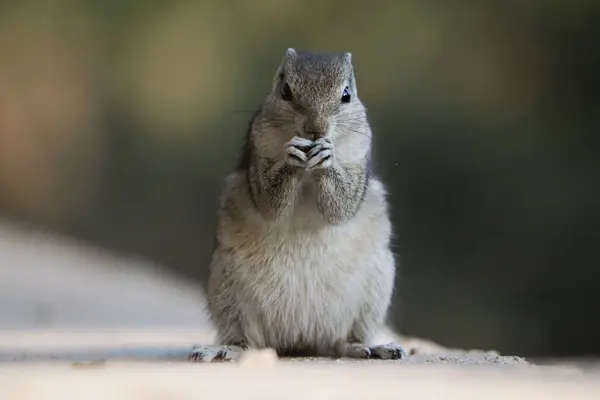 Nahaufnahme Eines Eichhörnchens Das Keks Auf Einer Betonoberfläche Frisst — Stockfoto