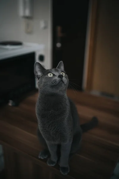 Closeup Shot Gray Surprised Cat Sitting Kitchen Table — Stock Photo, Image