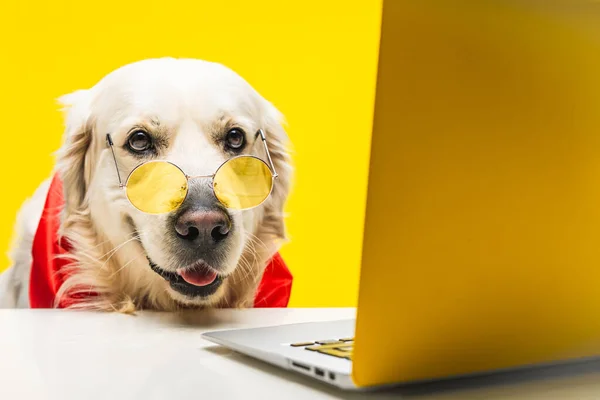 Cane Labrador Intelligente Indossa Specifiche Davanti Computer Portatile Uno Sfondo — Foto Stock