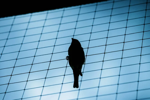 Низькокутний Знімок Птаха Сидить Клітці — стокове фото