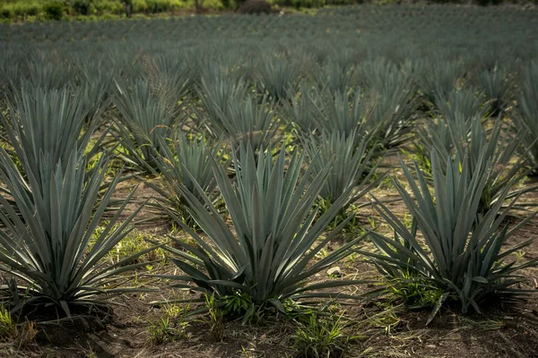 Primer Plano Del Campo Agave Bajo Luz Del Sol Tequila —  Fotos de Stock