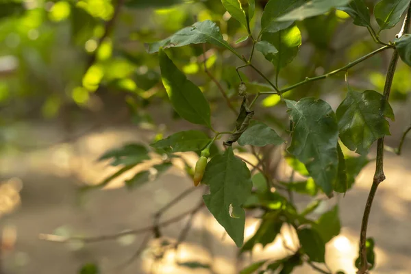 Gros Plan Petits Pois Entourés Feuilles Vertes Dans Jardin Lumineux — Photo