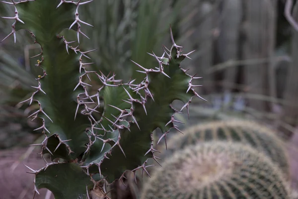 Výběrový Snímek Různých Typů Kaktusů Ostrými Trny — Stock fotografie