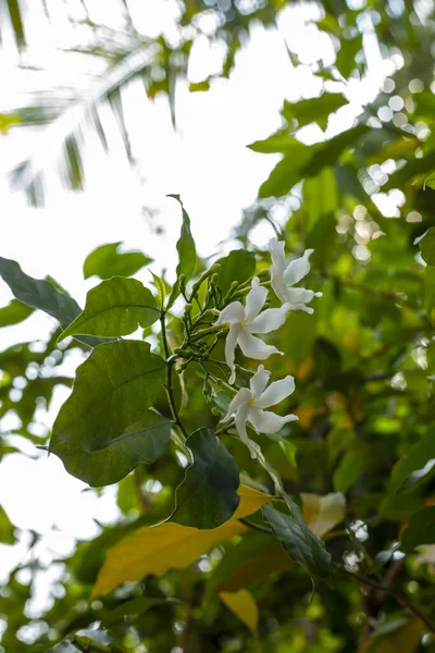 Colpo Verticale Alcuni Fiori Bianchi Ramoscello Con Foglie Verdi Bellissimo — Foto Stock