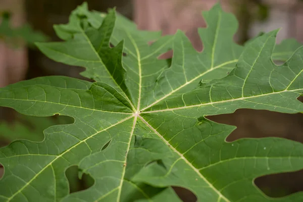 Primo Piano Ampia Foglia Verde Con Molte Lame Una Foresta — Foto Stock