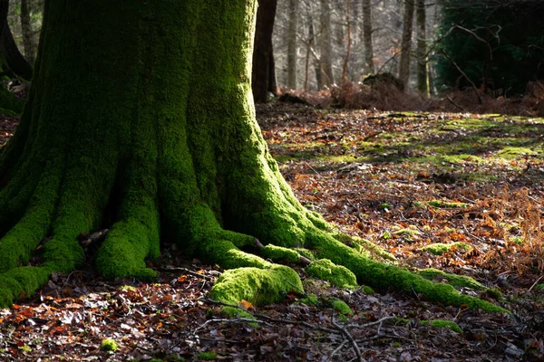Primer Plano Musgoso Árbol Bosque — Foto de Stock