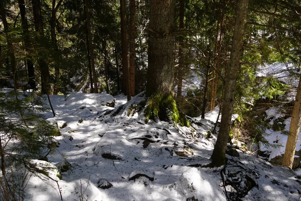 Der Schneebedeckte Waldboden — Stockfoto