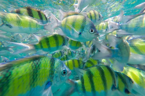 Shoal Coral Fish Andaman Sea Krabi Tailandia — Foto de Stock