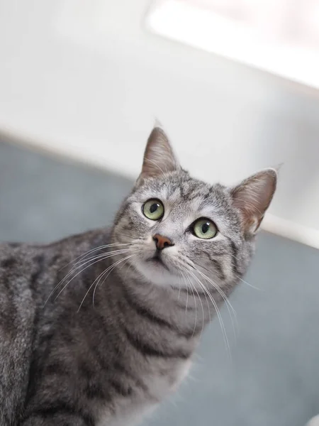 Eine Nahaufnahme Einer Grauen Katze Vor Weißem Hintergrund — Stockfoto