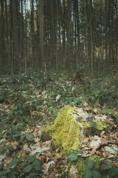 Plan Vertical Arbres Élevés Dans Forêt — Photo
