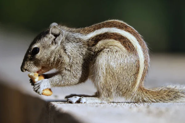 Selective Focus Shot Adorable Grey Squirrel Outdoors Daylight — Stock Photo, Image
