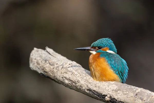 A shallow focus of a colorful kingfisher perched on a tree branch